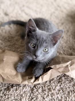 Viv -  Russian Blue Cat for Adoption in Ephrata, Washington - Viv | PetCurious