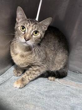 CHICKPEA -  Domestic Short Hair Cat for Adoption in Fort Myers, Florida - CHICKPEA | PetCurious