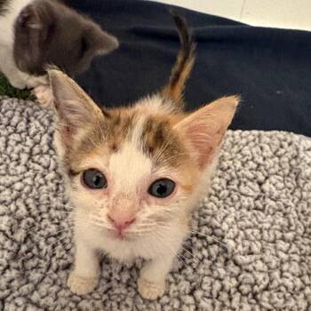 Willow Rosenberg-CA -  Domestic Short Hair Cat for Adoption in Tallahassee, Florida - Willow Rosenberg-CA | PetCurious