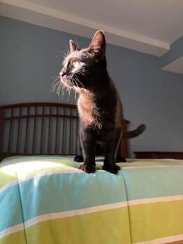 Oliver & Co:  Rita -  Domestic Short Hair Cat for Adoption - Oliver & Co:  Rita | PetCurious