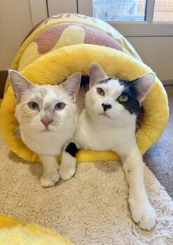 Rescue Domestic Short Hair Cats for Adoption in Agoura Hills, California - Bill & Ted | PetCurious