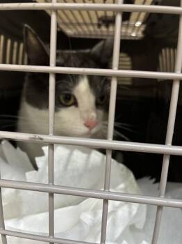 Domestic Short Hair Cats Available for Adoption in Louisville, Kentucky - MORDECAI | PetCurious