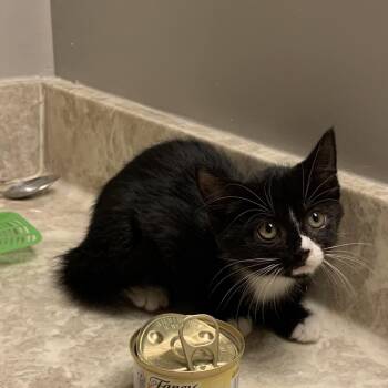 Pepperoni Estep -  Domestic Short Hair Cat for Adoption in Woodstock, Virginia - Pepperoni Estep | PetCurious