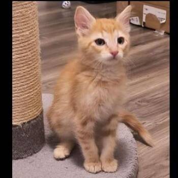 Masked Marble -  Domestic Medium Hair Cat for Adoption in Prescott, Arizona - Masked Marble | PetCurious