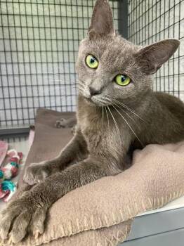 Domestic Short Hair Cats Available for Adoption in Grants Pass, Oregon - Esmeralda | PetCurious