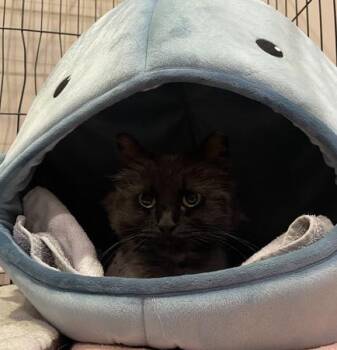 Rosemary -  Domestic Long Hair Cat for Adoption in Omaha, Nebraska - Rosemary | PetCurious