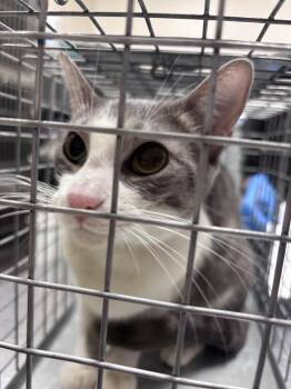 Domestic Short Hair Cats Available for Adoption in Las Vegas, Nevada - ROBIN | PetCurious