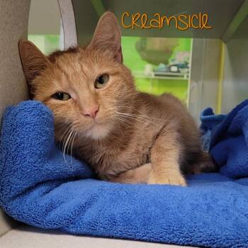 Domestic Short Hair Cats Available for Adoption - Creamsicle | PetCurious