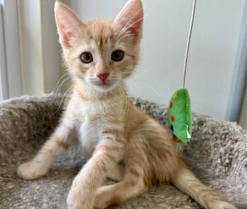 Trudy -  Domestic Short Hair Cat for Adoption in Ashland, Ohio - Trudy | PetCurious