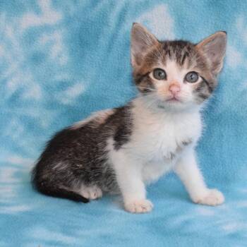 Agate 52720 -  Domestic Short Hair Cat for Adoption in Eureka, California - Agate 52720 | PetCurious