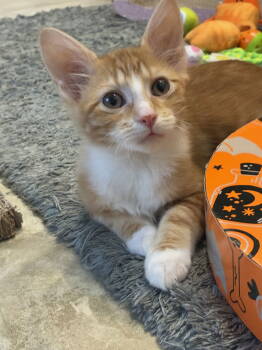 Rescue Domestic Short Hair Cats for Adoption in Cincinnati, Ohio - Carmela | PetCurious