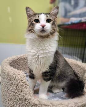 Harold -  Domestic Medium Hair Cat for Adoption in Rochester, New Hampshire - Harold | PetCurious