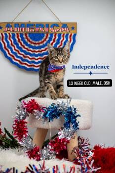 Independence -  Domestic Short Hair Cat for Adoption in Sevierville, Tennessee - Independence | PetCurious