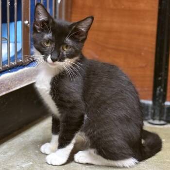 Oreo Cookie Babies -  Tuxedo Cat for Adoption in Hanson, Massachusetts - Oreo Cookie Babies | PetCurious