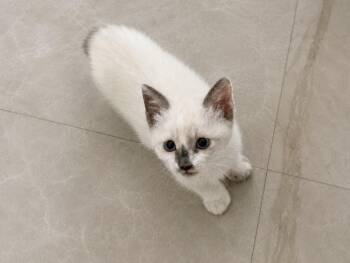 BonBon Bear  -  Siamese and Snowshoe Cat for Adoption in Austin, Texas - BonBon Bear  | PetCurious