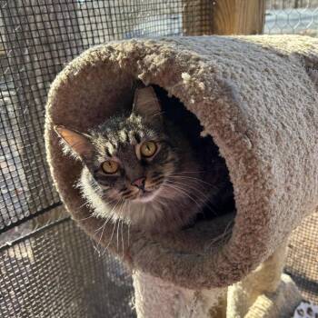 Domestic Long Hair Cats Available for Adoption - Huey | PetCurious