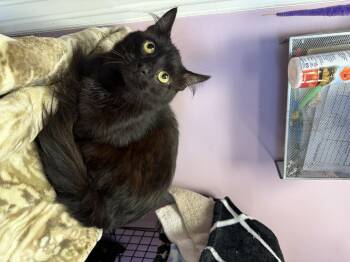 Rescue Domestic Short Hair Cats for Adoption in Freeport, New York - Fluffer Nutter | PetCurious