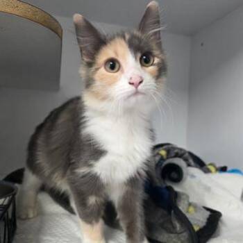 Domestic Medium Hair Cats Available for Adoption - Mrs Kitty | PetCurious