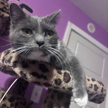 Domestic Short Hair Cats Available for Adoption - Remus | PetCurious