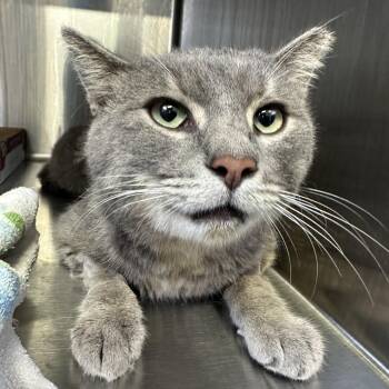 The General -  Domestic Short Hair Cat for Adoption in Indianapolis, Indiana - The General | PetCurious