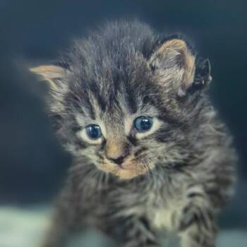 Alaska -  Domestic Long Hair Cat for Adoption in Chapel Hill, North Carolina - Alaska | PetCurious