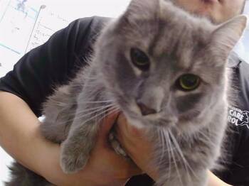 Domestic Long Hair Cats Available for Adoption - A1261938 | PetCurious