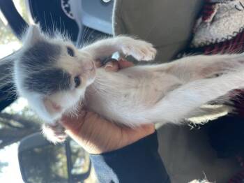 A1934946 -  Domestic Short Hair Cat for Adoption in Riverside, California - A1934946 | PetCurious