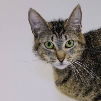 Rescue Domestic Short Hair Cats for Adoption in Houston, Texas - Billy Jean | PetCurious