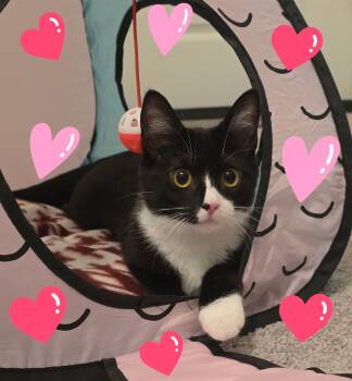 Domestic Short Hair Cats Available for Adoption - Lady Ophelia Von Toe Beans | PetCurious