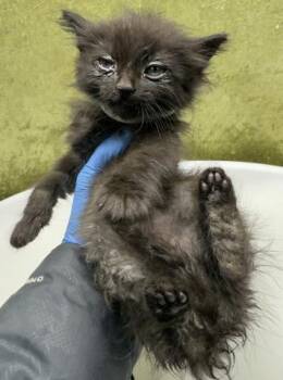 PRADA -  Domestic Short Hair Cat for Adoption in Riverside, California - PRADA | PetCurious
