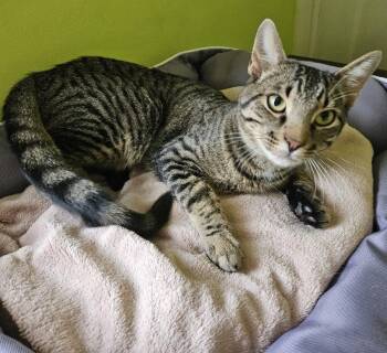 Marvin -  Domestic Short Hair Cat for Adoption in Pickering, Ontario - Marvin | PetCurious