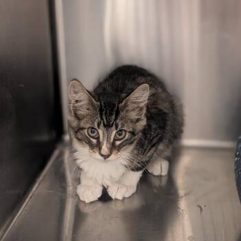 Franklin -  Domestic Medium Hair Cat for Adoption in Prairie Du Chien, Wisconsin - Franklin | PetCurious