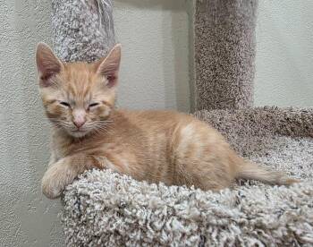 Hotcake -  Domestic Short Hair Cat for Adoption in Taycheedah, Wisconsin - Hotcake | PetCurious