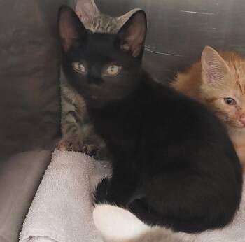 Allen Kitten 5(Aggie) -  Domestic Short Hair Cat for Adoption in Mocksville, North Carolina - Allen Kitten 5(Aggie) | PetCurious