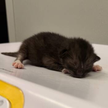 Persephone -  Domestic Short Hair Cat for Adoption in Tampa, Florida - Persephone | PetCurious
