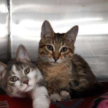 Fish -  Domestic Short Hair Cat for Adoption in Spokane, Washington - Fish | PetCurious