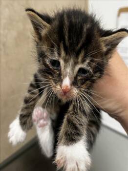 Domestic Short Hair Cats Available for Adoption in Tracy, California - ARENA | PetCurious