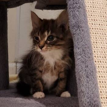 Rescue Domestic Long Hair Cats for Adoption in Westfield, Wisconsin - Rusty #2 | PetCurious