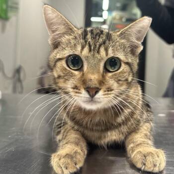 Sochi -  Domestic Short Hair Cat for Adoption in Tampa, Florida - Sochi | PetCurious