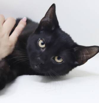 Flame - What a joy - Soft snuggly beautiful -  Bombay Cat for Adoption in Bedford Hills, New York - Flame - What A Joy - Soft Snuggly Beautiful | PetCurious