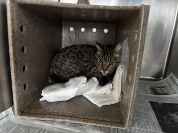 MAYVE -  American Shorthair Cat for Adoption in San Bernardino, California - MAYVE | PetCurious
