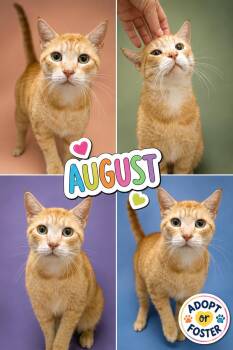 August: Foster Request (FCID 08/04/26-41 Trainer) -  Tabby Cat for Adoption in Greenville, Delaware - August: Foster Request (FCID 08/04/26-41 Trainer) | PetCurious