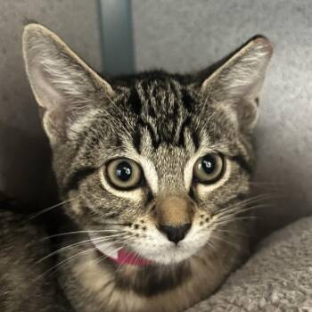 Paper -  Domestic Short Hair Cat for Adoption in Goleta, California - Paper | PetCurious