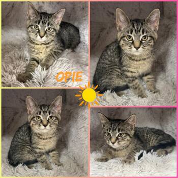 Opie -  Domestic Short Hair Cat Available for Adoption in Windy Hills, Kentucky - Opie | PetCurious