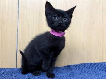 TIRI -  Domestic Short Hair Cat for Adoption in Brentwood, Missouri - TIRI | PetCurious