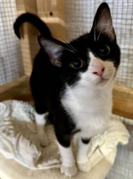 Memphis -  Tuxedo Cat for Adoption in Centerville, Georgia - Memphis | PetCurious