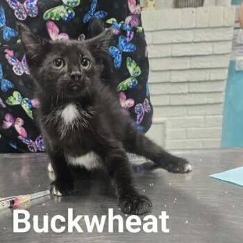 Buckwheat -  Domestic Short Hair Cat for Adoption in Rocky Mount, Virginia - Buckwheat | PetCurious