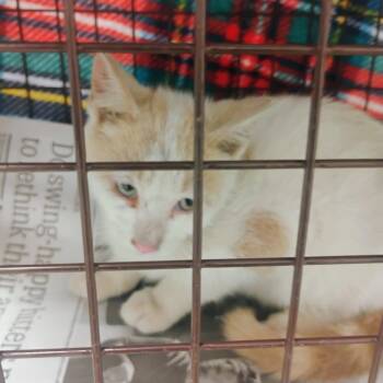 Sunshine -  Domestic Short Hair Cat for Adoption in Philadelphia, Pennsylvania - Sunshine | PetCurious