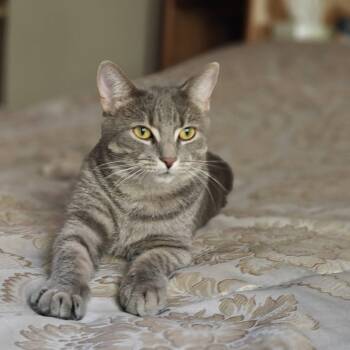 Charlotte -  Domestic Short Hair Cat for Adoption in Ottawa, Ontario - Charlotte | PetCurious