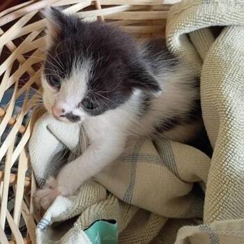 Carmello -  Domestic Short Hair Cat for Adoption in Lynchburg, Virginia - Carmello | PetCurious